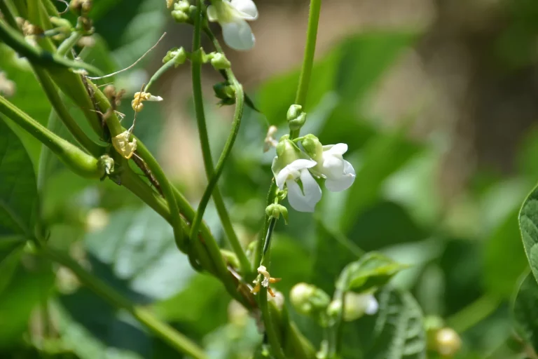 Plant de haricot vert en fleurs avec jeunes gousses