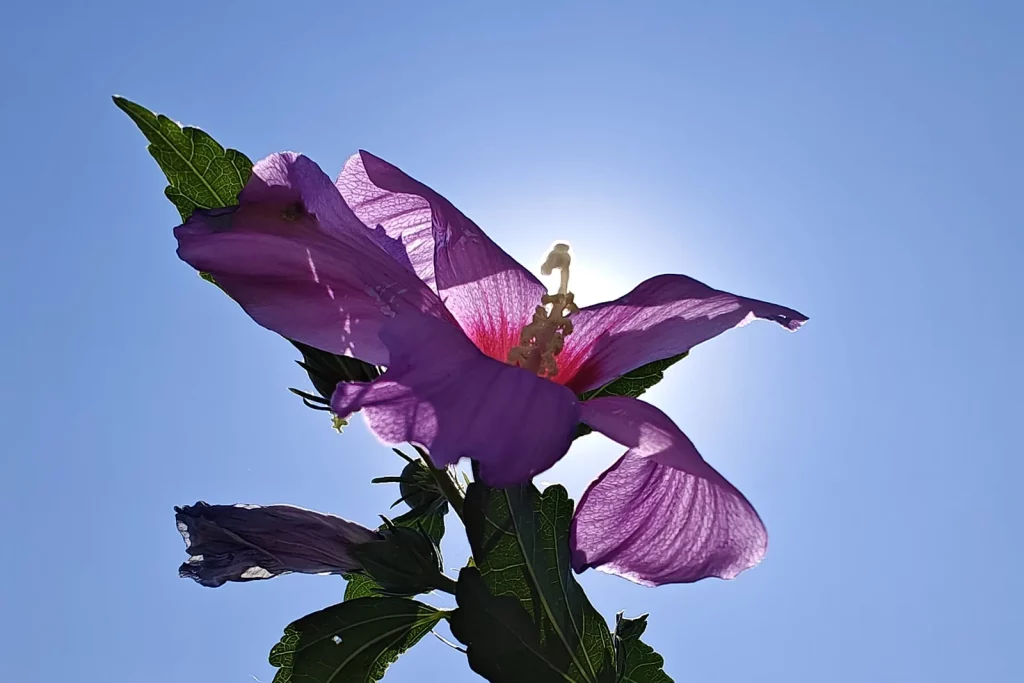 Fleur mauve d'hibiscus de jardin à contre-jour sur un ciel bleu
