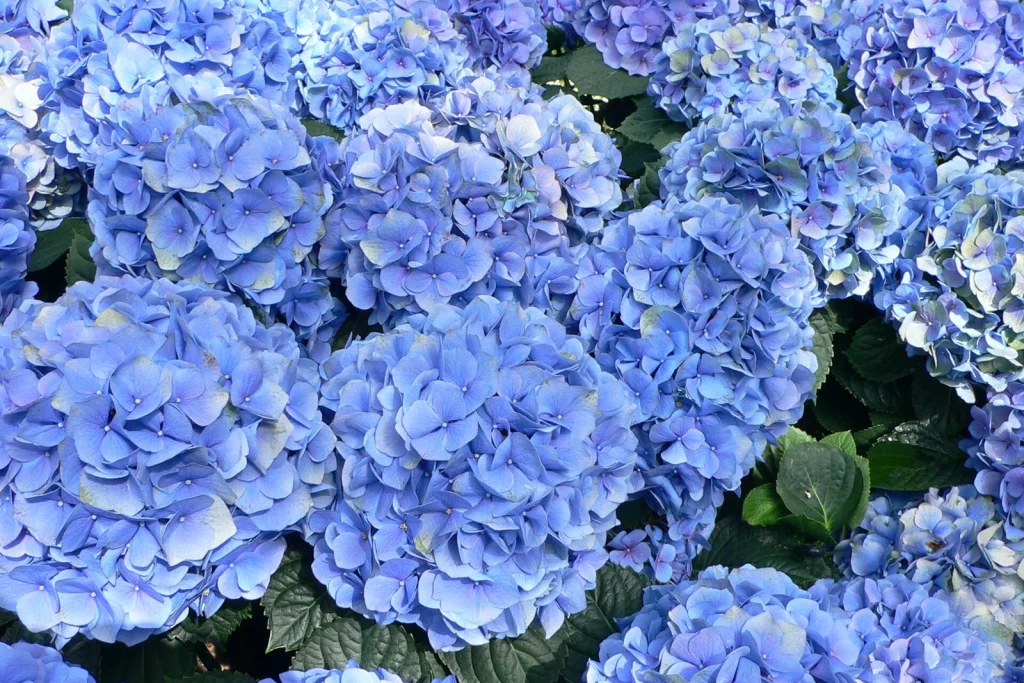 Grosses fleurs bleues d'hortensia en boule