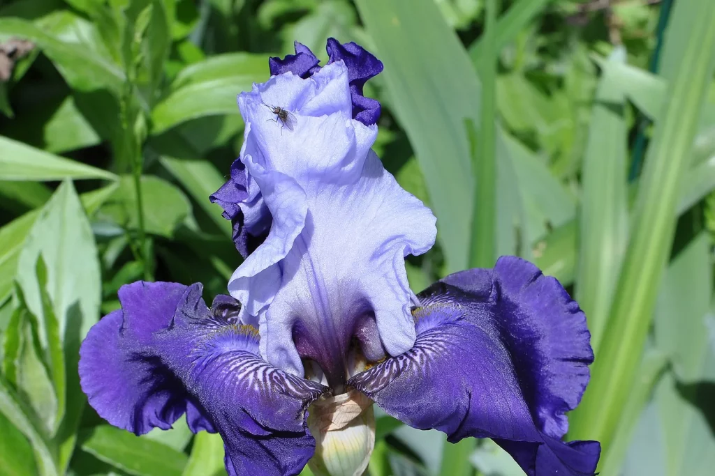 Iris germanique en fleurs