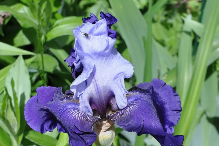 Iris germanique en fleurs