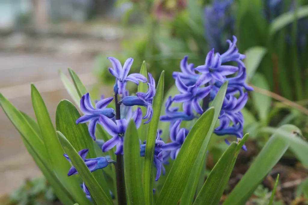 Jacinthes bleues en fleurs dans un massif au printemps