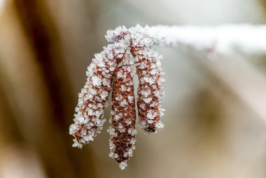 Chatons de noisetier couverts de givre en hiver