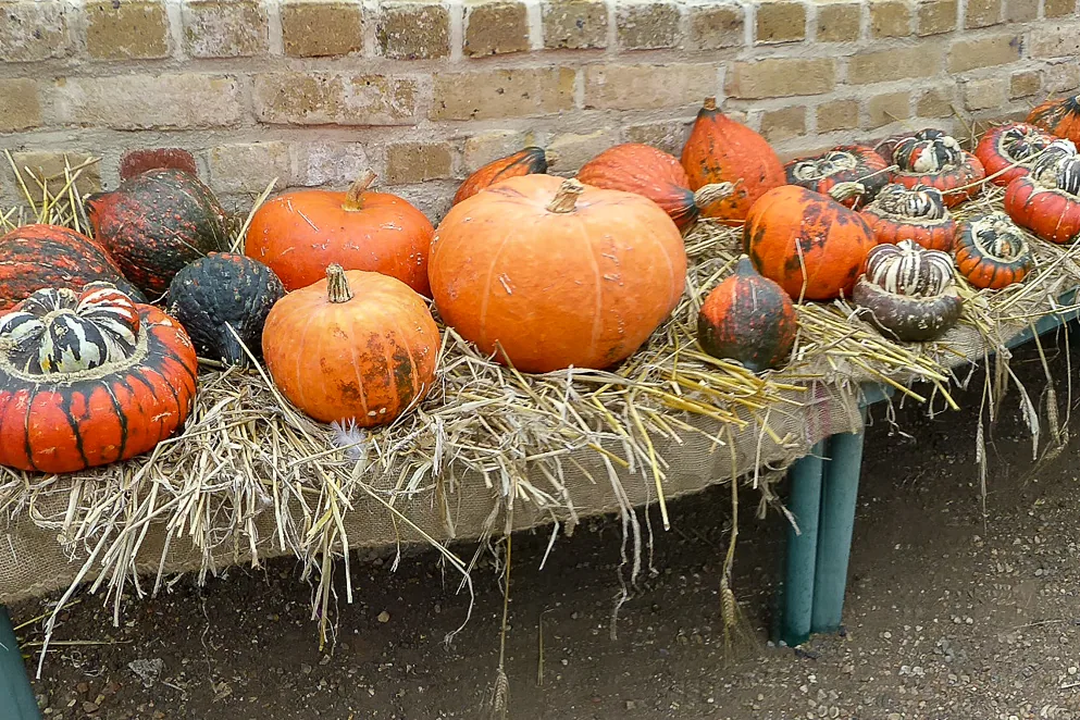 Courges et potirons d'automne exposés sur un lit de paille