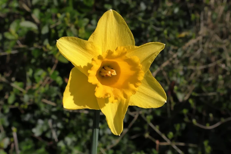 Fleur de jonquille jaune à trompette