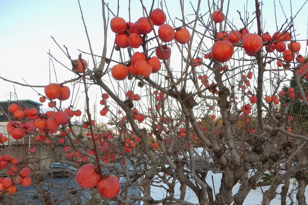 Kaki aux branches nues chargées de fruits orange en automne