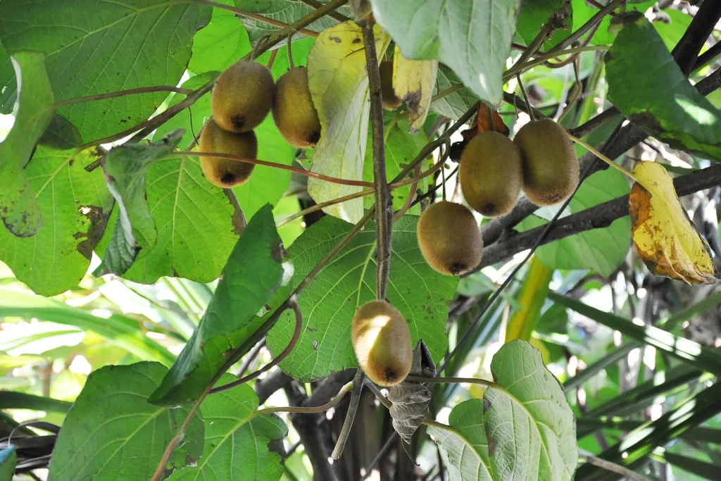 Kiwis suspendus à une liane d'actinidia, entre les feuilles