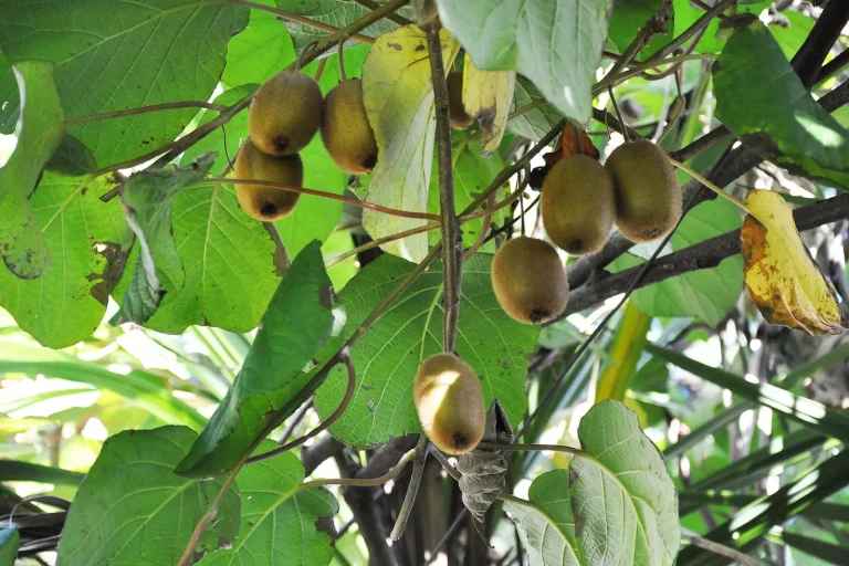 Kiwis suspendus à une liane d'actinidia, entre les feuilles
