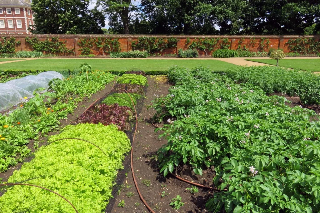 Planches de légumes variés dans un potager clos de murs