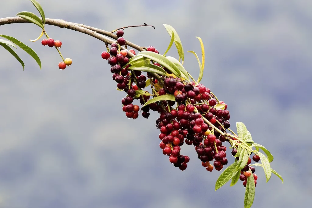 Grappe de fruits de laurier-cerise en train de mûrir, du rouge au noir