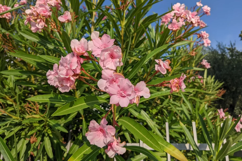 Laurier rose couvert de fleurs roses