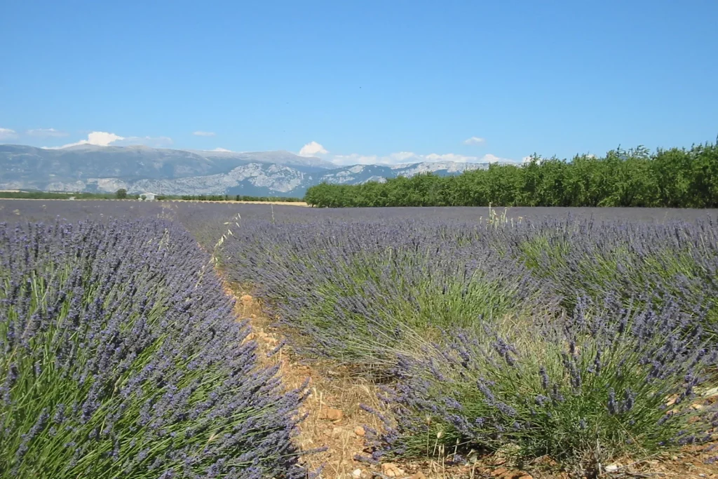 Champ de lavande en fleurs devant des montagnes