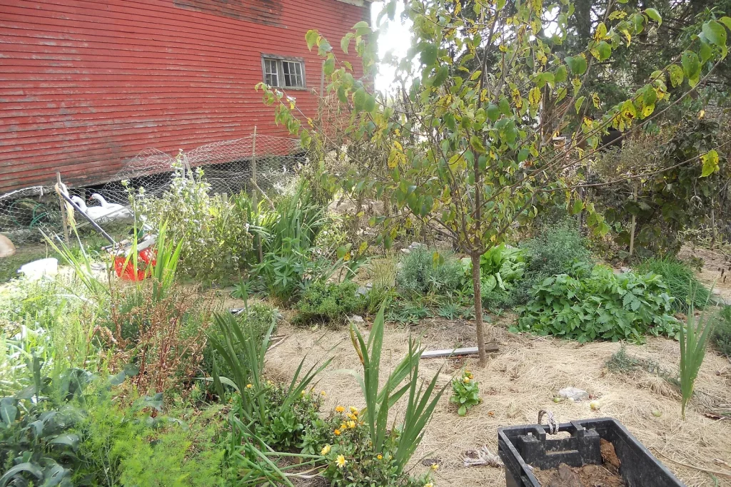 Jardin en permaculture paillé de foin au pied d'un arbre fruitier, d'aromatiques et de fleurs
