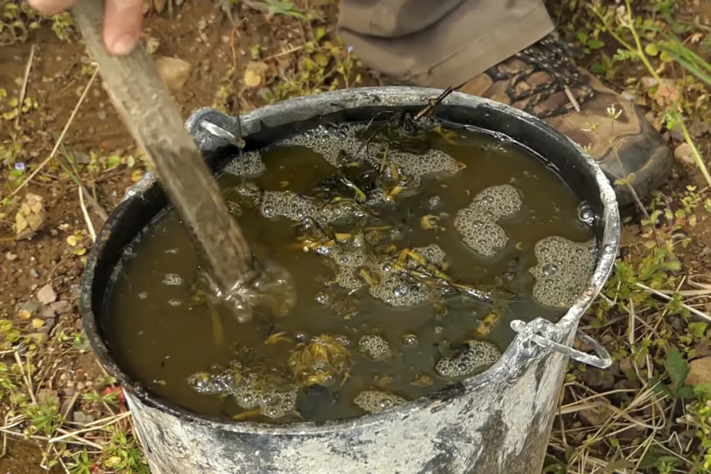Seau de purin d'ortie en fermentation avec un bâton pour remuer
