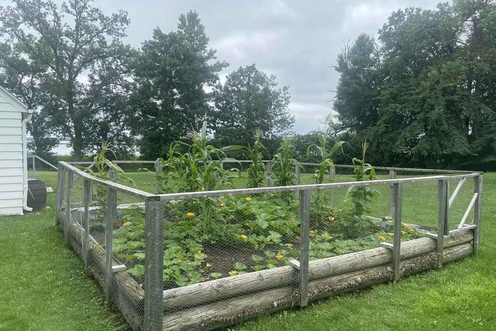 Jardin des trois sœurs : maïs, haricots et courges cultivés ensemble