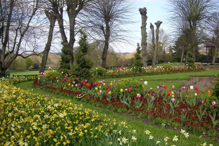 Massifs de tulipes et de jonquilles dans un parc au printemps