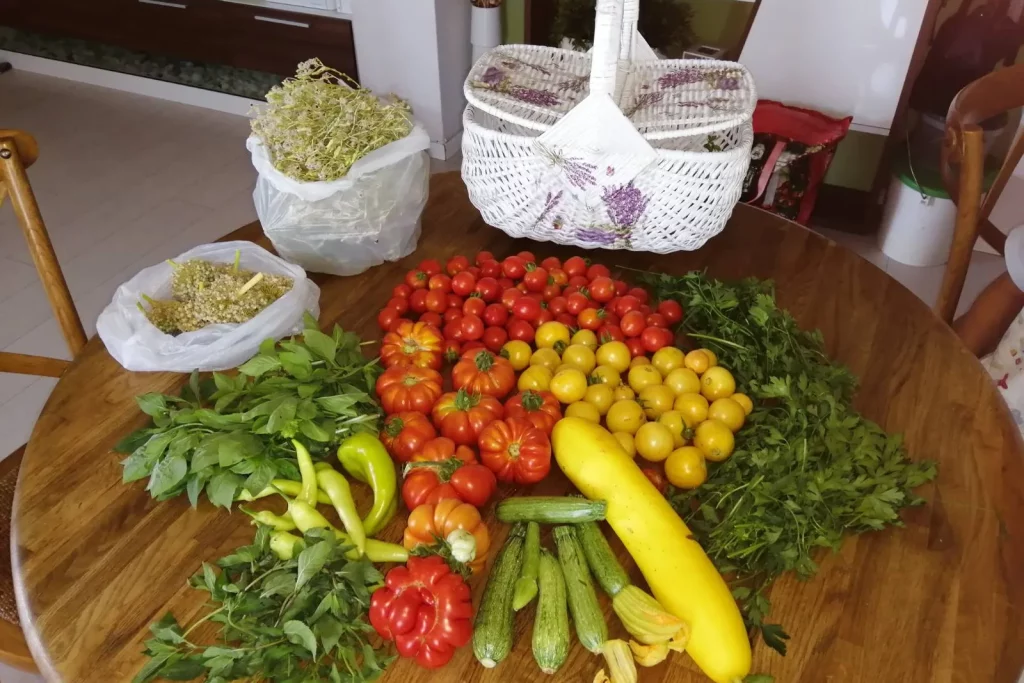 Récolte de légumes du potager sur une table : tomates, courgettes, herbes