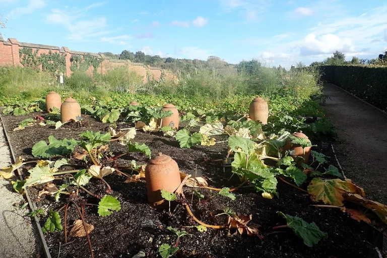 Rhubarbe cultivée sous cloches dans un potager clos
