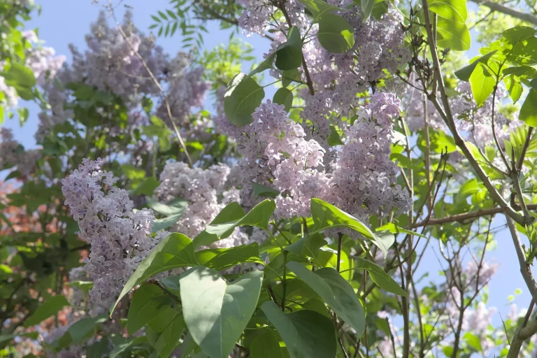 Grappes de lilas mauve en fleurs