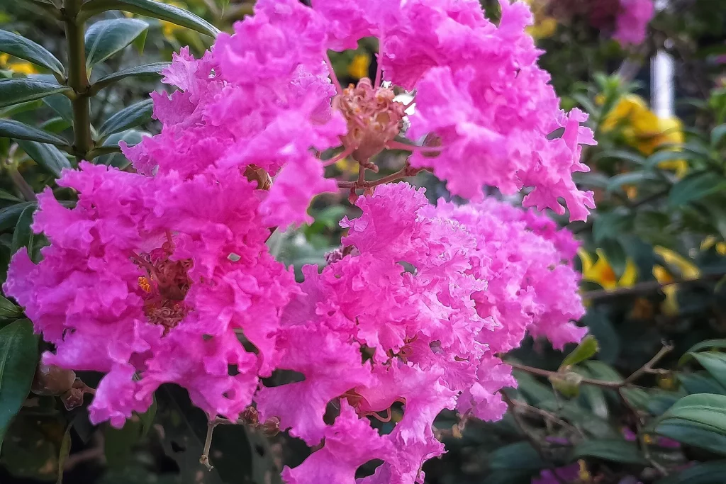 Panicule de fleurs rose vif de lilas des Indes