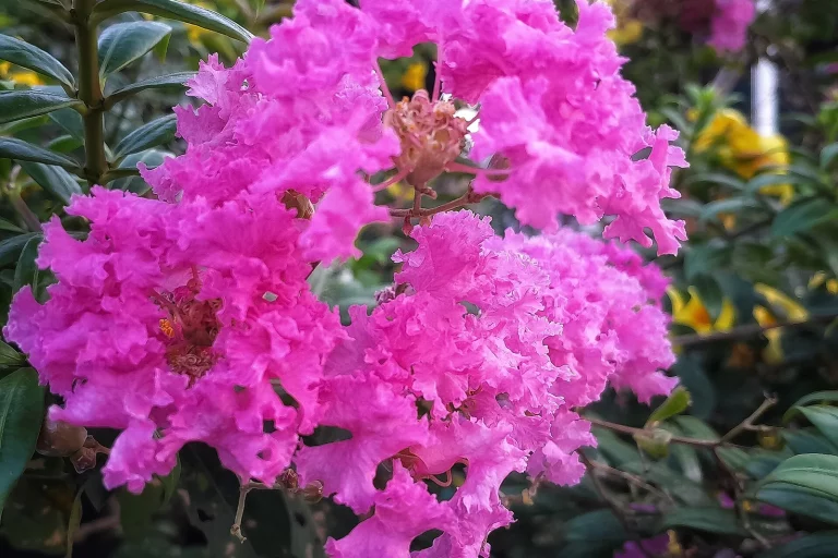 Panicule de fleurs rose vif de lilas des Indes