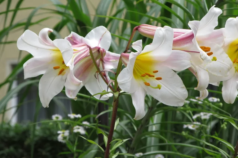 Grandes fleurs blanches de lys royal