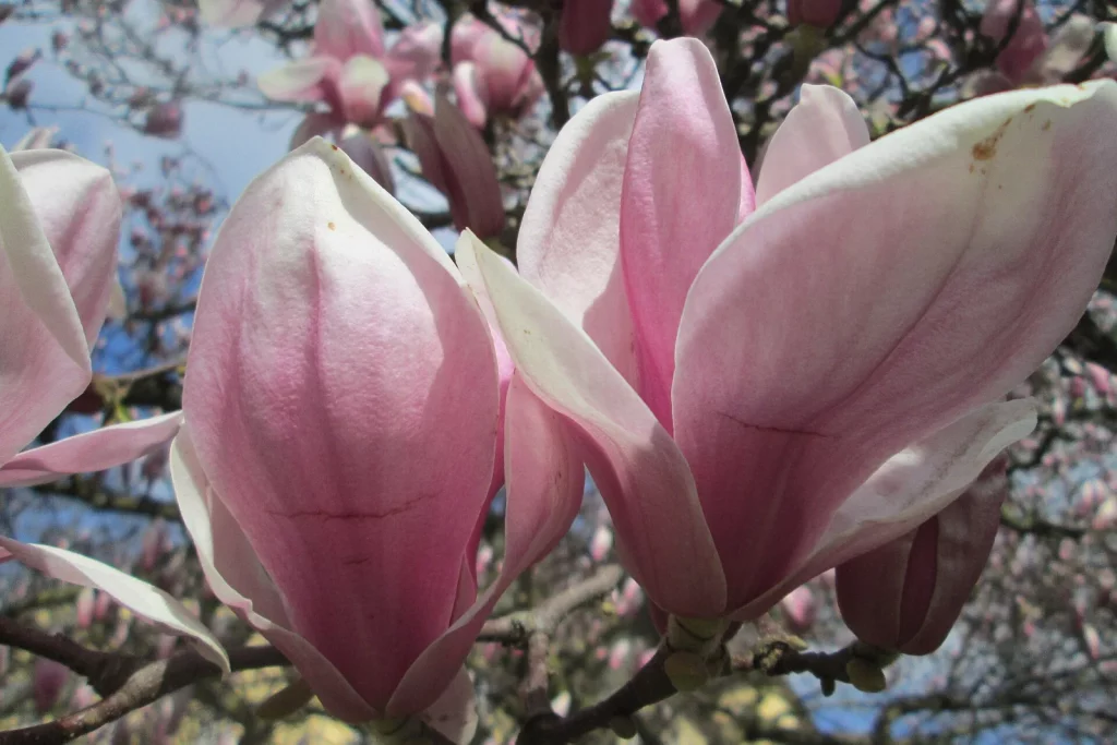 Grandes fleurs roses de magnolia de Soulange