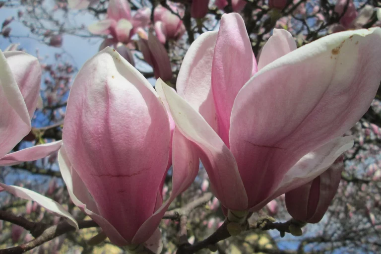Grandes fleurs roses de magnolia de Soulange
