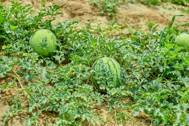 Culture de melons en pleine terre