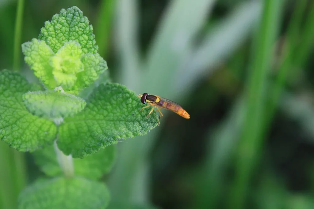 Syrphe sur un pied de menthe