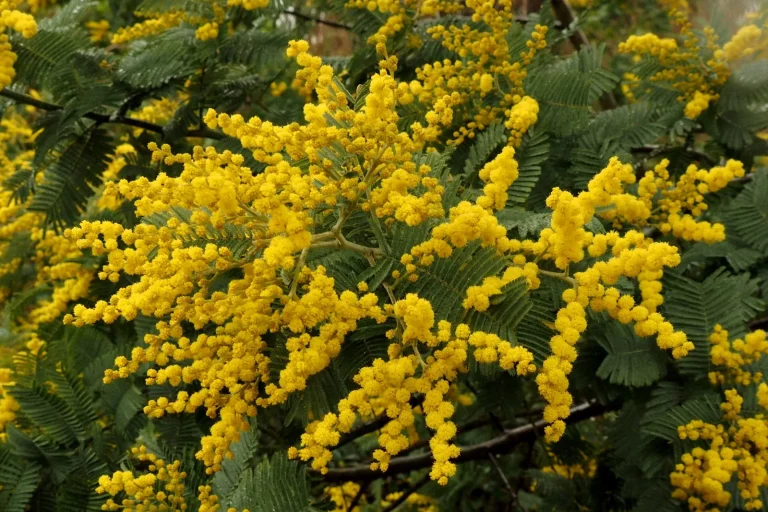 Branches de mimosa couvertes de fleurs jaunes