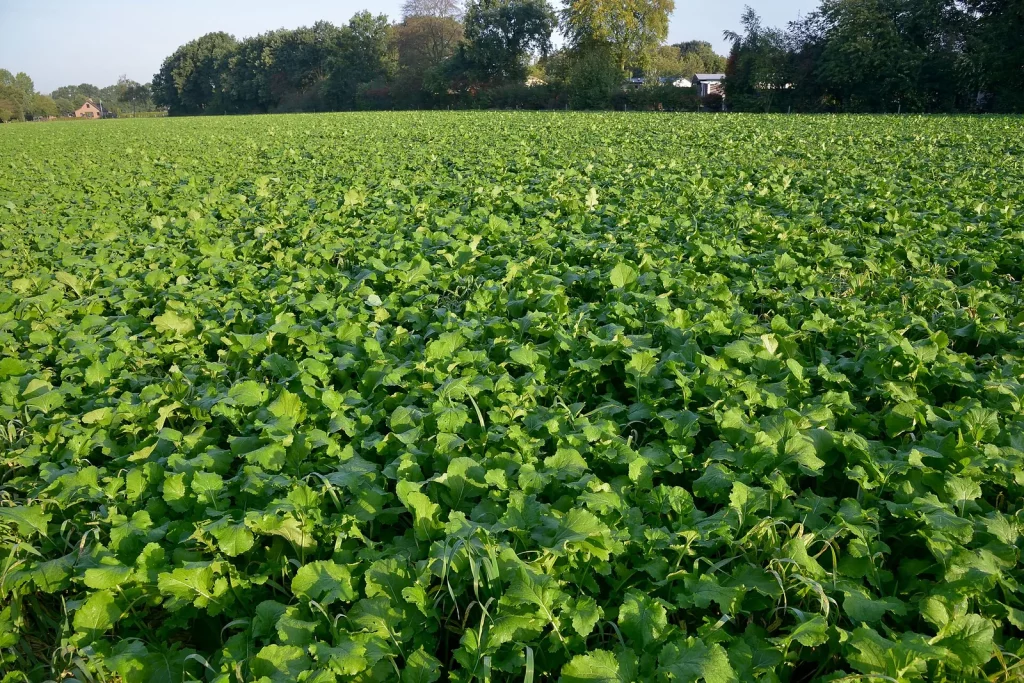 Champ de navets au feuillage vert