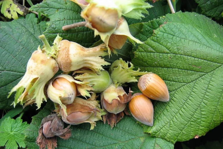 Noisettes dans leur collerette verte sur un noisetier