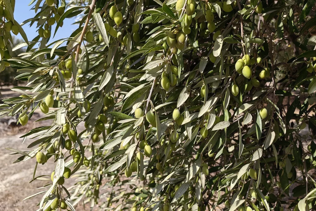 Branches d'olivier chargées d'olives vertes