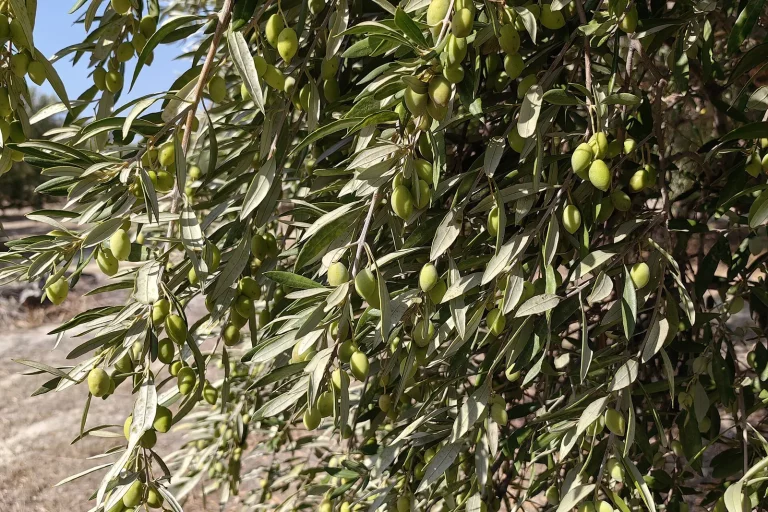 Branches d'olivier chargées d'olives vertes