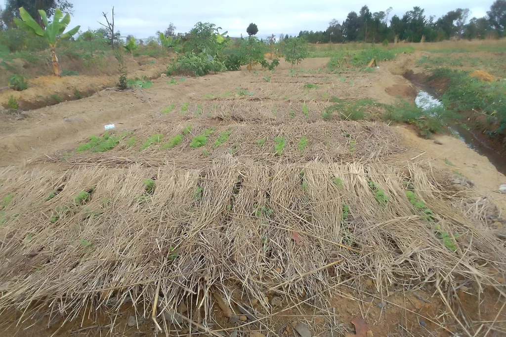 Planche de culture paillée de paille sèche au potager