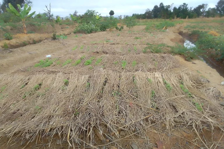 Planche de culture paillée de paille sèche au potager