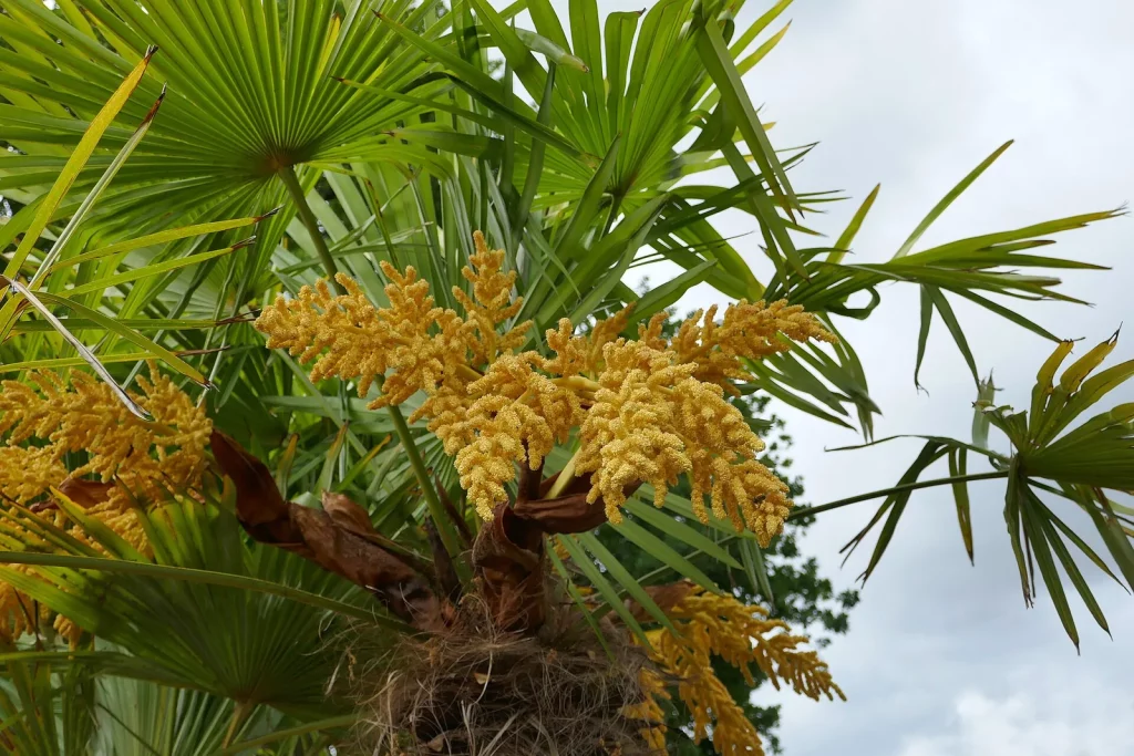 Palmier de Chine en fleurs, palmes en éventail
