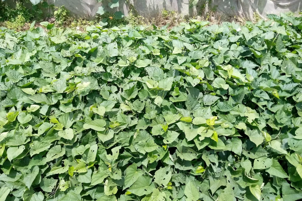 Feuillage de patate douce au potager