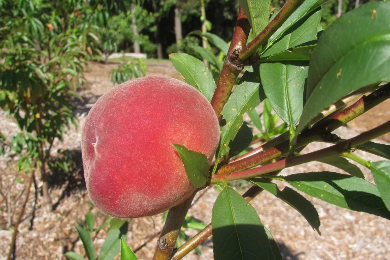 Pêche rouge sur une branche de jeune pêcher