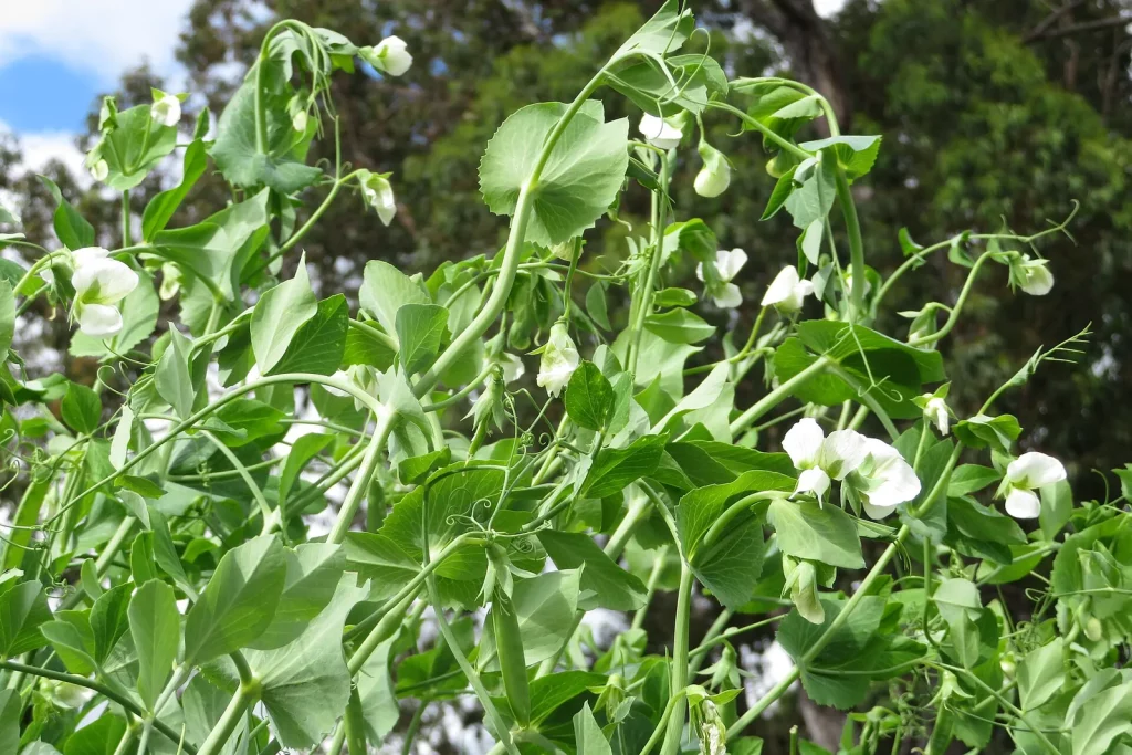 Plants de petits pois en fleurs avec leurs vrilles et leurs gousses