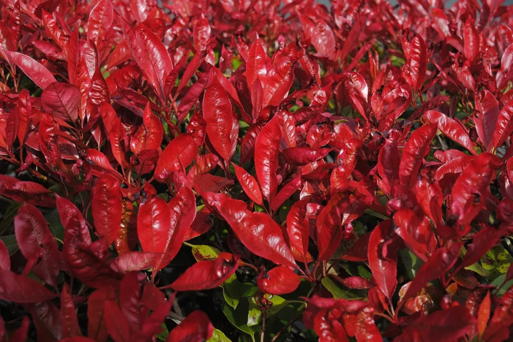 Jeunes pousses rouge vif d'un photinia