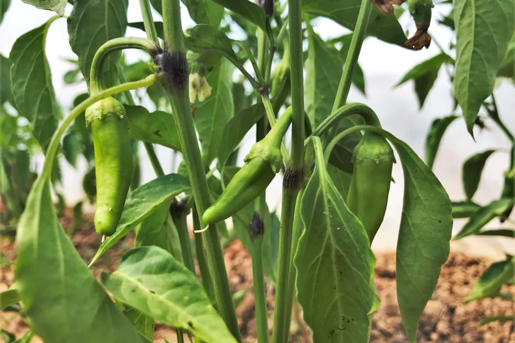 Plant de piment chargé de fruits verts