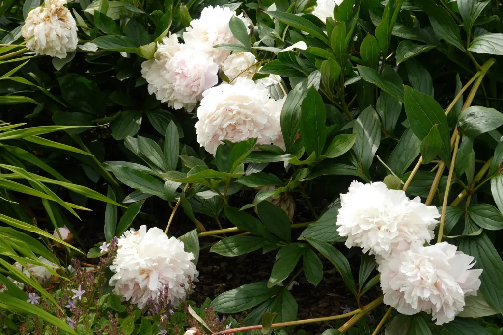 Pivoine en fleurs dans un jardin