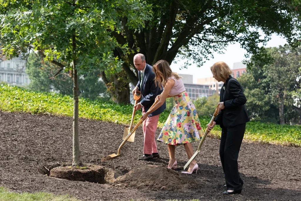 Plantation d'un jeune arbre, terre fraîchement retournée au pied