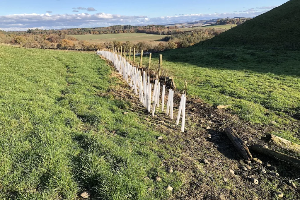 Jeune haie plantée avec protections le long d'une prairie