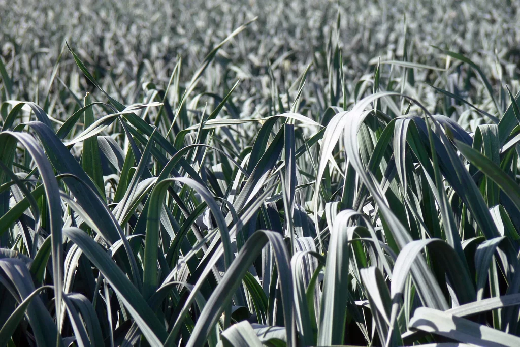 Rangs serrés de poireaux au potager