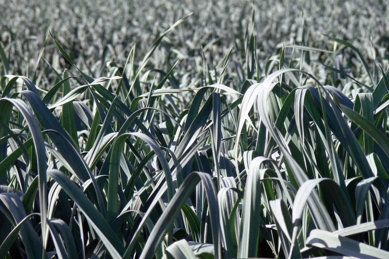 Rangs serrés de poireaux au potager