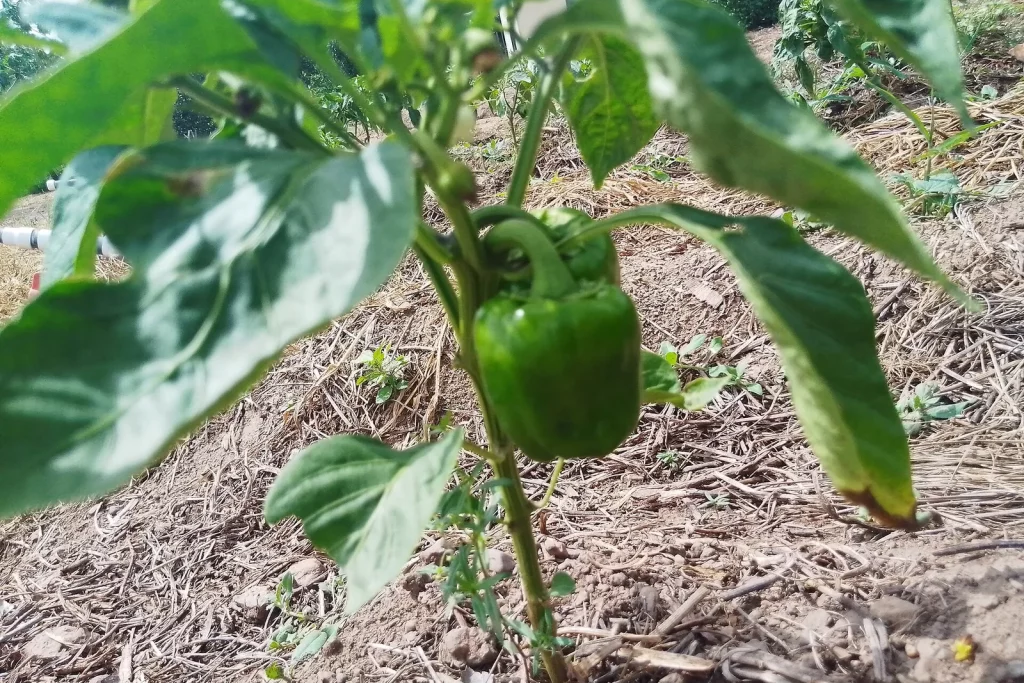Poivron vert sur le pied, au potager