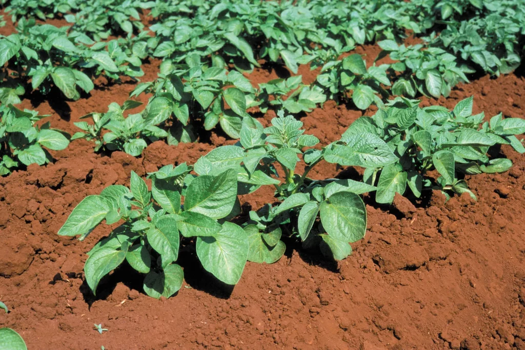 Rangs de pommes de terre en pleine croissance dans une terre rouge